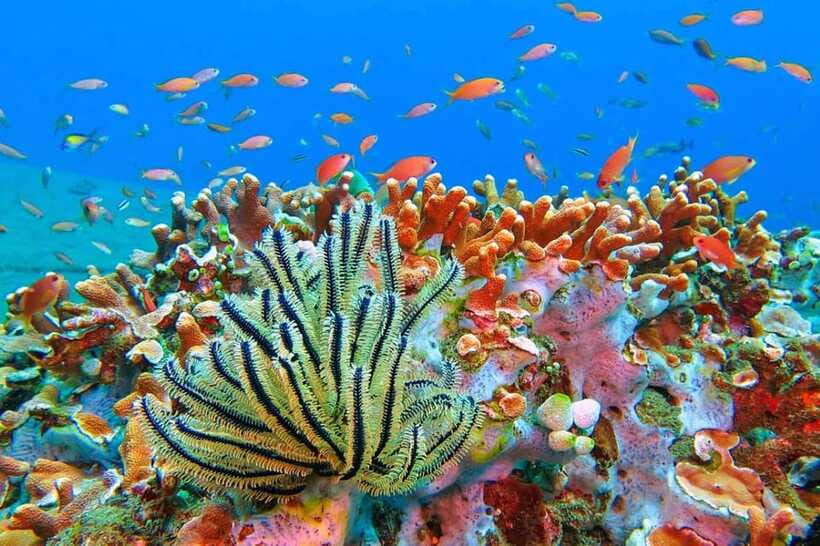 Amed: Snorkeling Tour with Japanese Shipwreck and Coral … - Jemeluk Beach brings coral and a sunken temple
