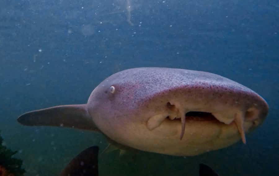Anna Bay: Irukandji Entry Pass with Reef Shark Snorkel - Key points to know before you book
