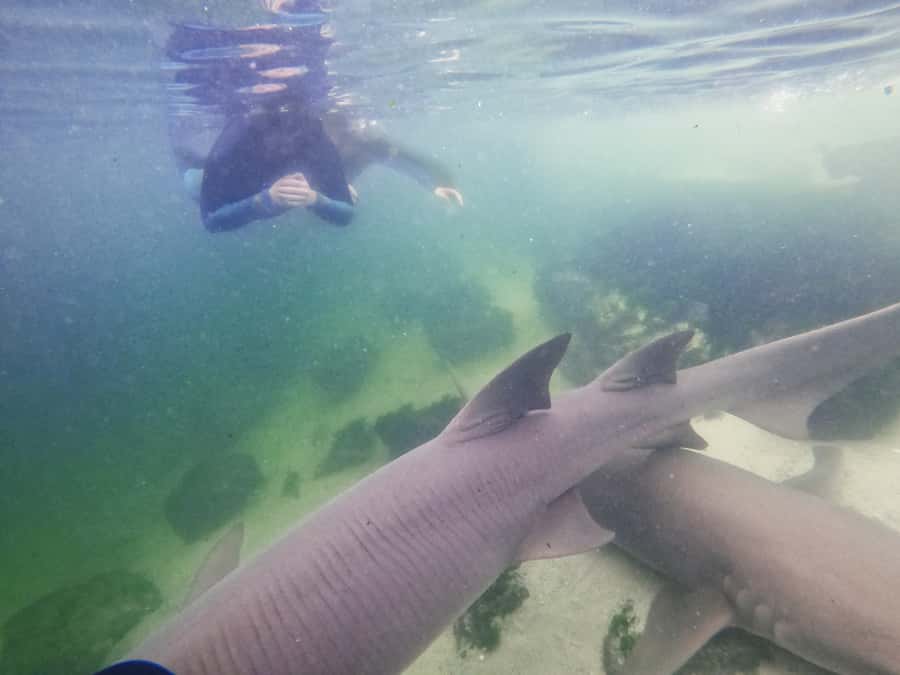 Anna Bay: Irukandji Entry Pass with Reef Shark Snorkel - Meeting the sharks at Anna Bay