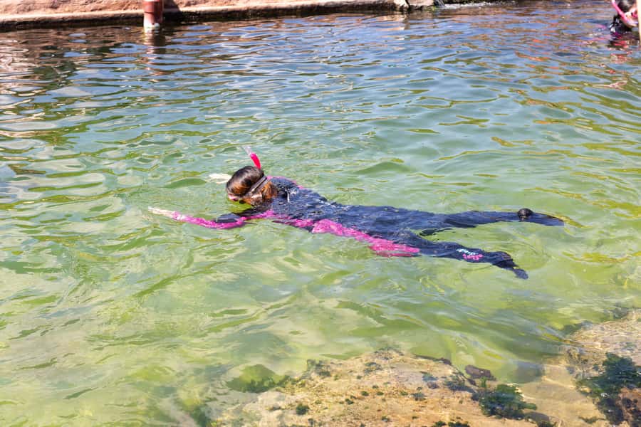 Anna Bay: Irukandji Entry Pass with Reef Shark Snorkel - Why the shallows encounter matters