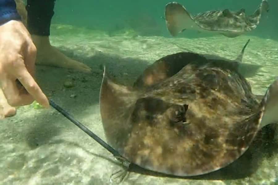 Anna Bay: Irukandji Entry Pass with Reef Shark Snorkel - Is the $85 price good value?