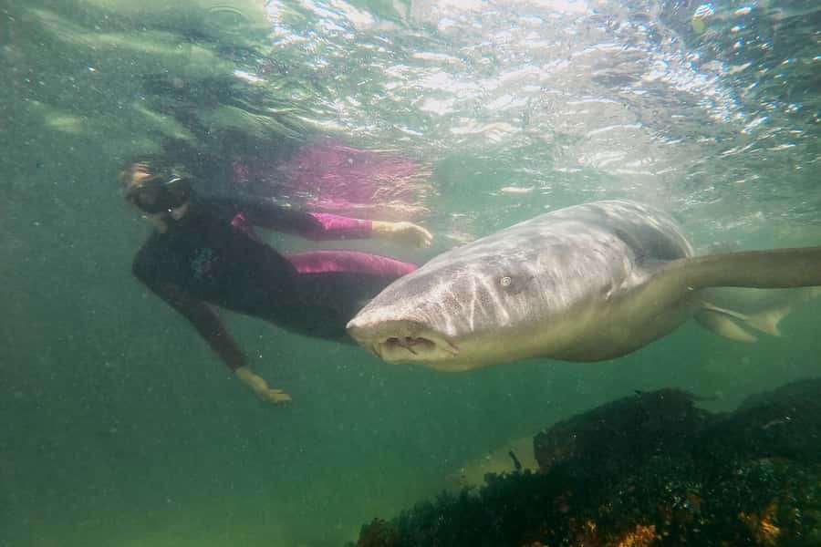 Anna Bay: Irukandji Entry Pass with Reef Shark Snorkel - What the 30-minute deep lagoon session feels like