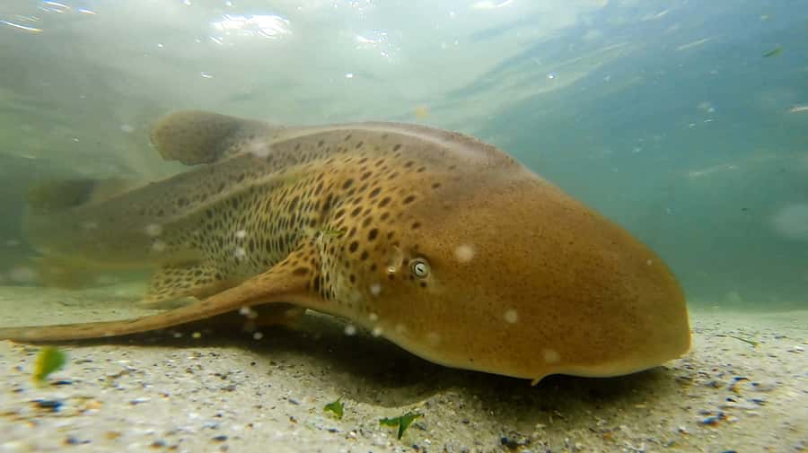 Anna Bay: Irukandji Entry with Zebra Shark Snorkel - Meeting zebra sharks in Anna Bay
