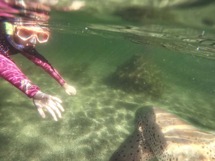 Anna Bay: Irukandji Entry with Zebra Shark Snorkel - Getting fitted for the water