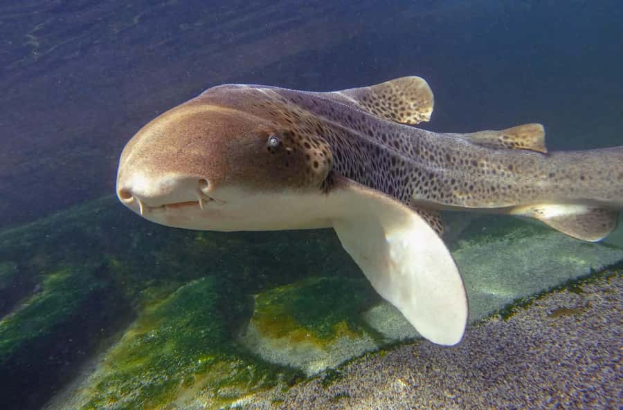 Anna Bay: Irukandji Entry with Zebra Shark Snorkel - A guided snorkel in the heated tropical lagoon