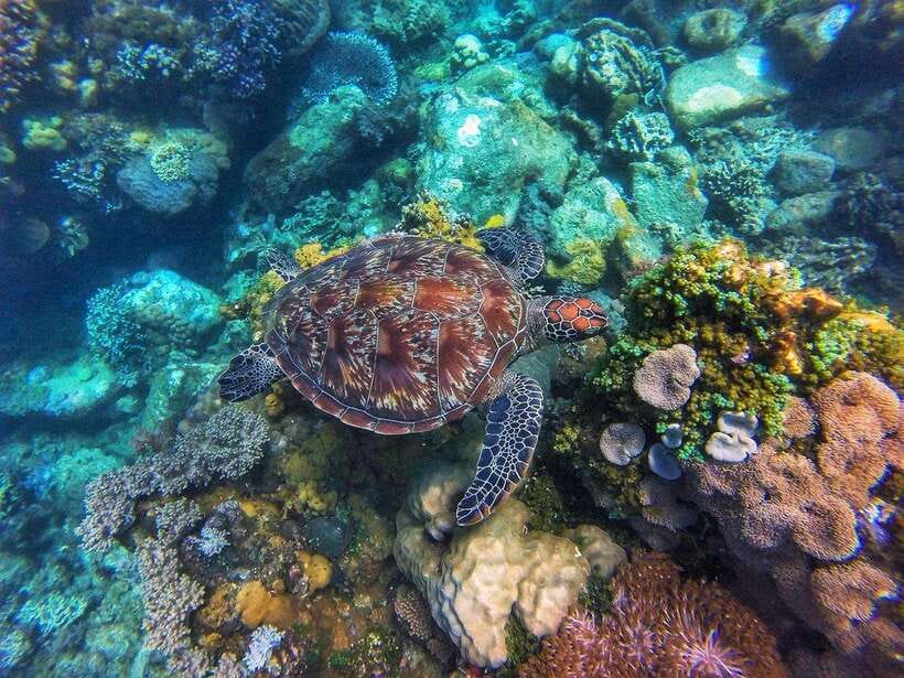 Apo Island Wonders: Snorkel with Sea Turtles in Dumaguete - Key points to know before booking