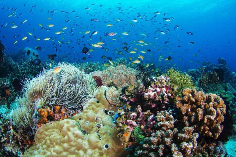 Apo Island Wonders: Snorkel with Sea Turtles in Dumaguete - Why Apo Island is worth the boat ride