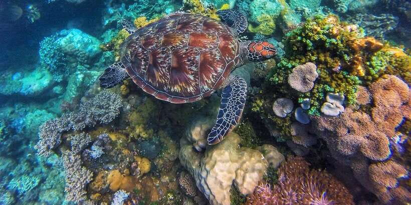 Apo Island Wonders: Snorkel with Sea Turtles in Dumaguete - Who will enjoy this most