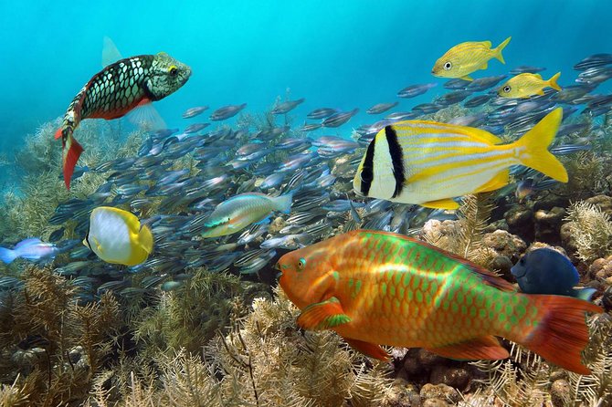 Aruba Mangel Halto and Baby Beach Snorkeling Guided Tour - Booking, weather, and cancellation details