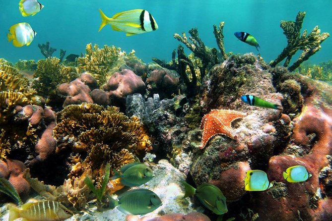 Aruba Snorkeling Tour: Mangel Halto and Baby Beach - What the four hours include