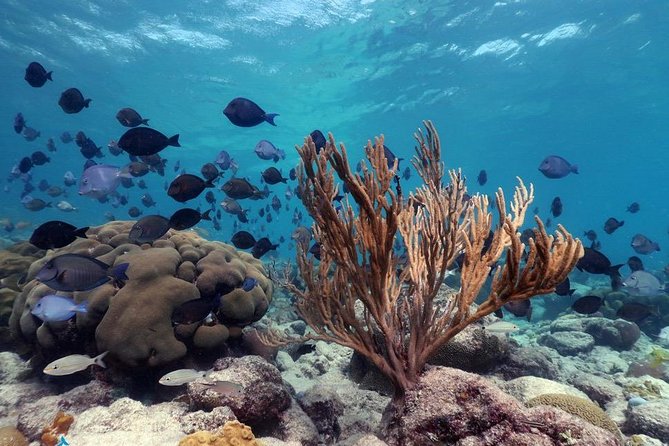 Aruba Snorkeling Tour: Mangel Halto and Baby Beach - Should you book it?