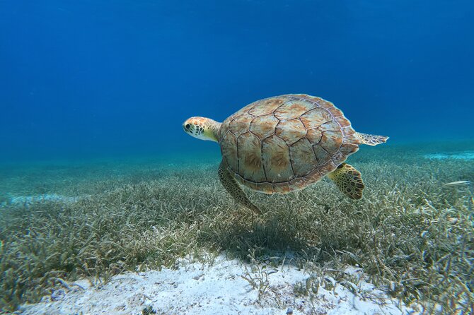 Aruba Turtle Spotting Snorkeling Adventure - Key points to know before booking
