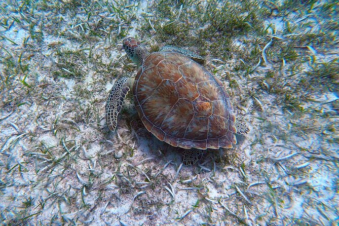 Aruba Turtle Spotting Snorkeling Adventure - Starting at Tres Trapi Beach in Noord