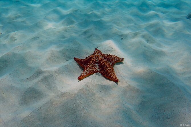 Aruba Turtle Spotting Snorkeling Adventure - Why a private outing changes the experience