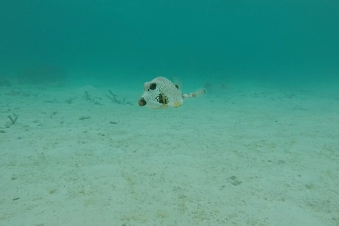 Aruba Turtle Spotting Snorkeling Adventure - Jonathan’s approach and the value of recorded memories