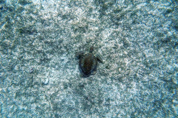 Aruba Turtle Spotting Snorkeling Adventure - Who will enjoy this Aruba turtle snorkeling trip