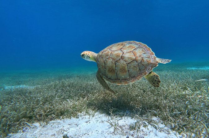 Aruba Turtle Spotting Snorkeling Adventure - Weather, cancellation, and practical planning