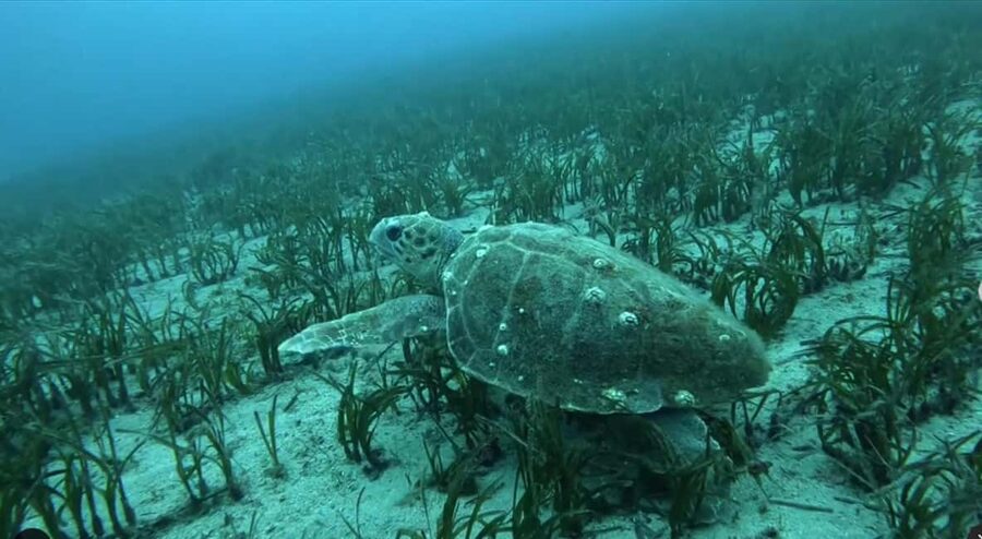 Athens: Snorkeling Riviera Adventure - What You May See Beneath the Surface