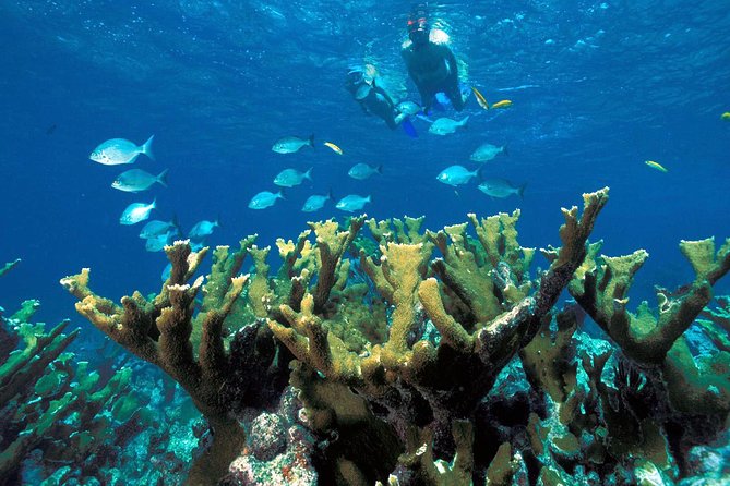 ATV Adventure Combo with Snorkeling, Ziplines, Cenote, and Lunch - Tree-level ziplines for first-timers