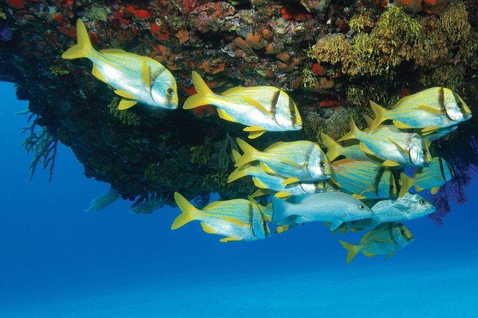 ATV Extreme and Snorkel Combo Tour from Cancun - A seven-hour adventure from Cancun and Riviera Maya