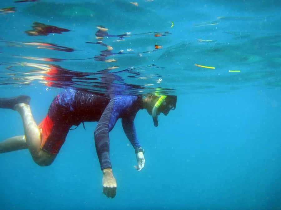 Bali: 1 Hour Snorkeling at Nusa Dua Beach - Marine Life, Fish Feeding, and What You Might See