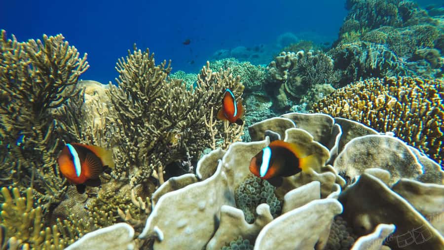 Bali: All-Inclusive Blue Lagoon & Tanjung Jepung Snorkeling - Blue Lagoon: clearer water and coral