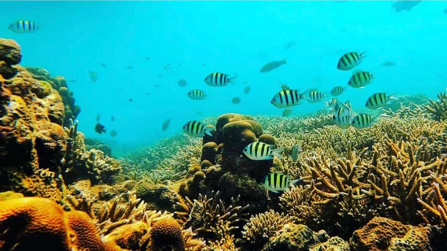Bali: All-Inclusive Blue Lagoon & Tanjung Jepung Snorkeling - Communication and timing in Bali