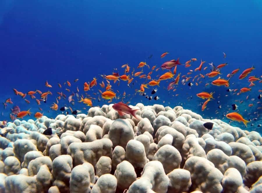 Bali/Amed: Underwater Temple Snorkeling Experience - Turtle Point and the coral reefs