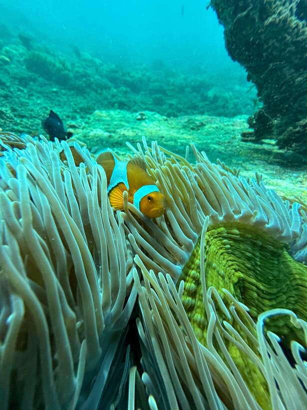 Bali: Blue Lagoon Snorkeling, Waterfall, and Plantation - Drivers can make or break the road day