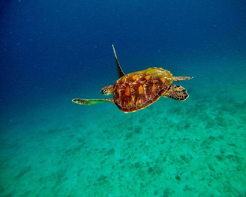 Bali: Blue Lagoon & Tanjung Jepun Snorkeling & lunch - Returning to shore and eating lunch
