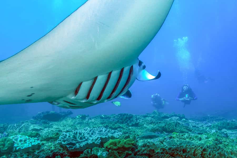 Bali: Full-Day Snorkeling Trip to Nusa Penida & Manta Point - Why Manta Point makes this day special