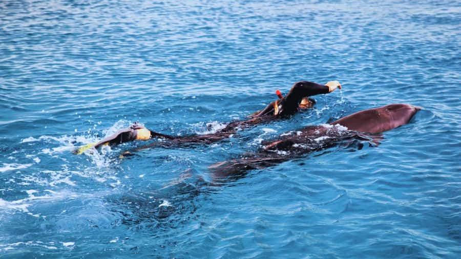 Bali/Lovina: Dolphin Snorkeling, Swimming & Waterfall Tour - Key points to know before booking