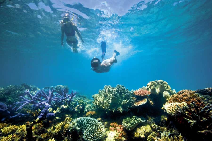 Bali/Lovina: Dolphin Snorkeling, Swimming & Waterfall Tour - Snorkeling over Lovina’s coral