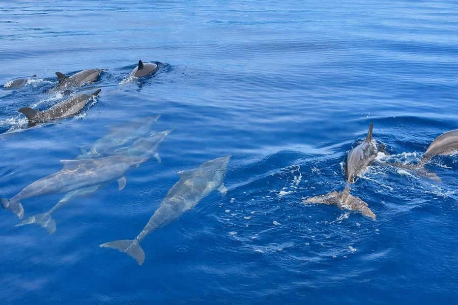 Bali/Lovina: Guided Dolphin Watching & Sunrise Boat Snorkel - Snorkeling over Lovina’s reef