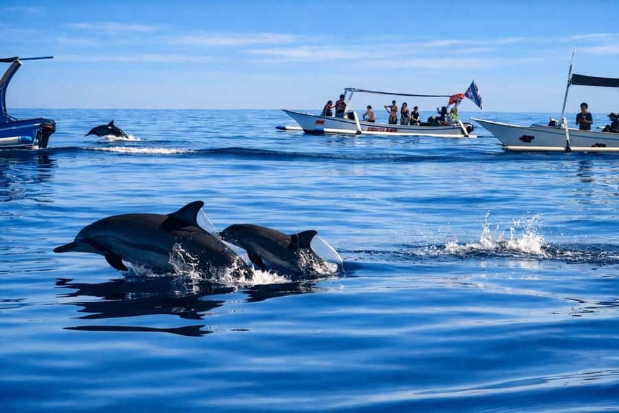 Bali/Lovina: Guided Dolphin Watching & Sunrise Boat Snorkel - The long road from southern Bali