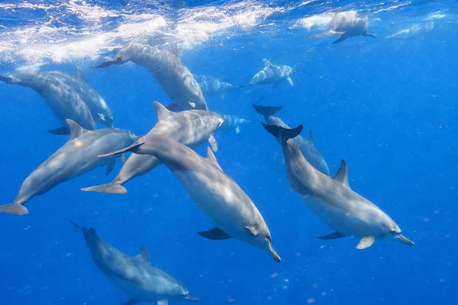 Bali/Lovina: Guided Dolphin Watching & Sunrise Boat Snorkel - What the $18 price really covers