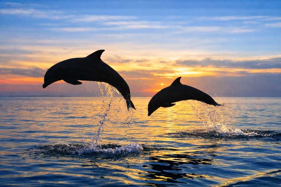 Bali/Lovina: Guided Dolphin Watching & Sunrise Boat Snorkel - Choosing private or shared arrangements