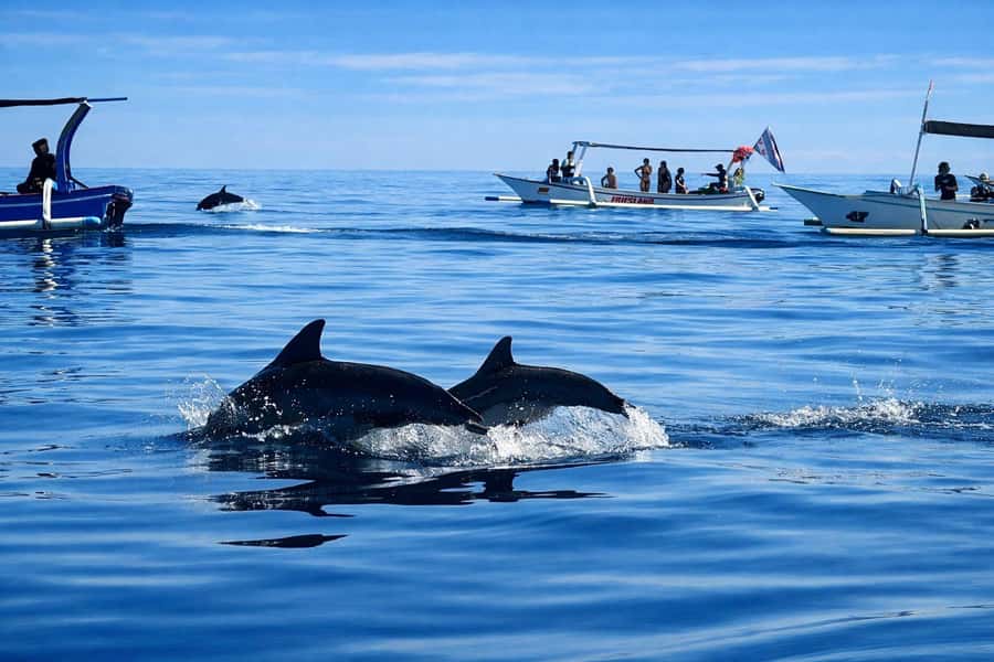Bali/Lovina: Guided Dolphin Watching & Sunrise Boat Snorkel - Watching wild dolphins without chasing them