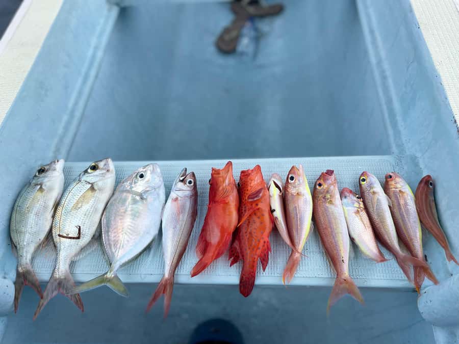 Bali/Lovina: Private Fishing Tour with Snorkeling Option - Key points before you book