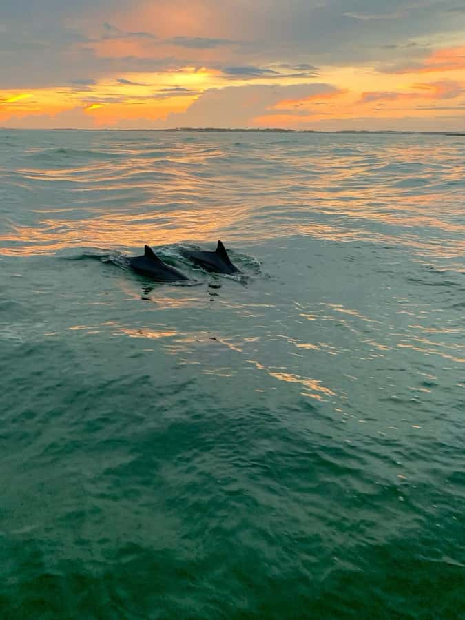 Bali: Lovina Sunset Tour with Snorkeling Experience - The dolphin question
