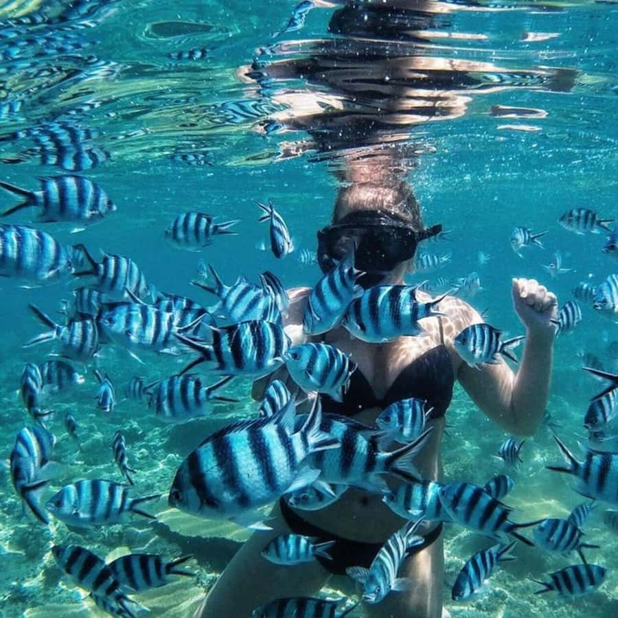 Bali/Nusa Dua: Snorkeling, Glass Boat Ride & Turtle Center - Key points before you book