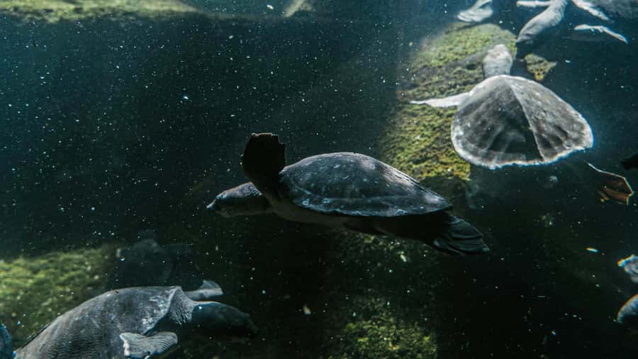 Bali/Nusa Dua: Snorkeling, Glass Boat Ride & Turtle Center - One hour of snorkeling in Nusa Dua