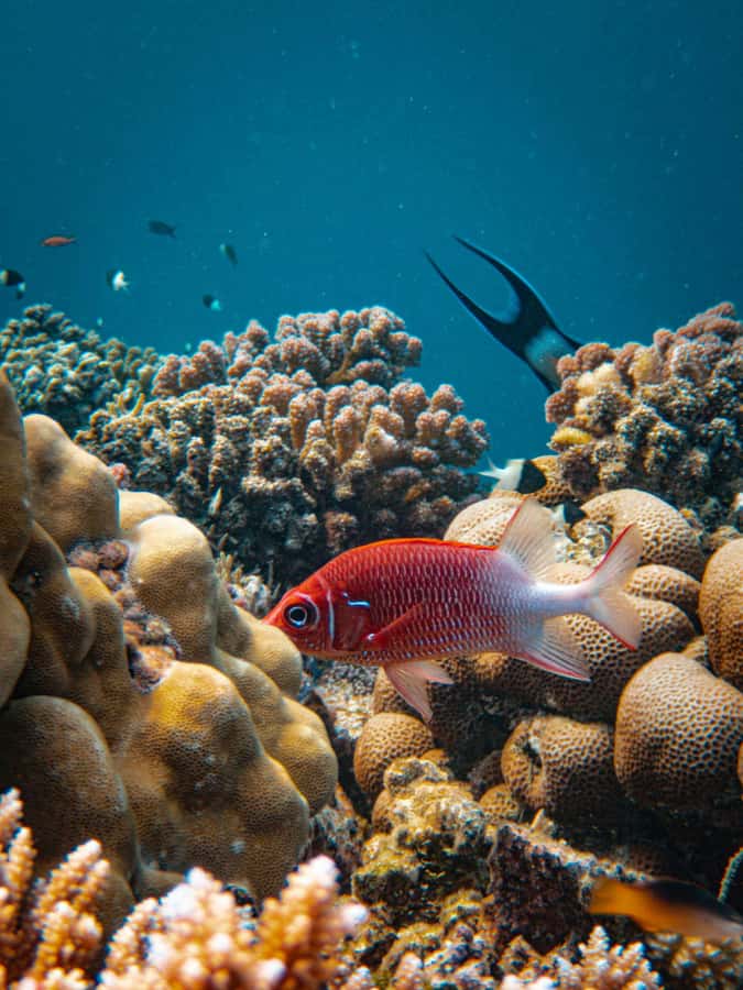 Bali/Nusa Dua: Snorkeling, Glass Boat Ride & Turtle Center - The 15-minute boat ride and the glass viewing panel