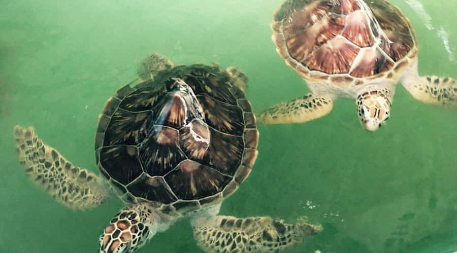 Bali/Nusa Dua: Snorkeling, Glass Boat Ride & Turtle Center - Turtle Island and the small conservation center