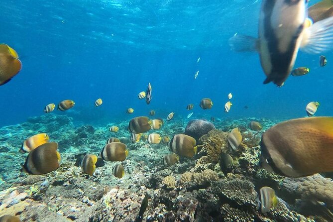Bali Nusa Penida and Private Snorkeling (Manta Bay, Gamat, Wall) - Angel’s Billabong and natural rock pools
