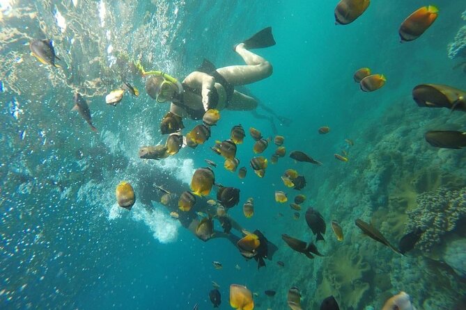 Bali Nusa Penida and Private Snorkeling (Manta Bay, Gamat, Wall) - Gamat Bay and the chance to see reef life