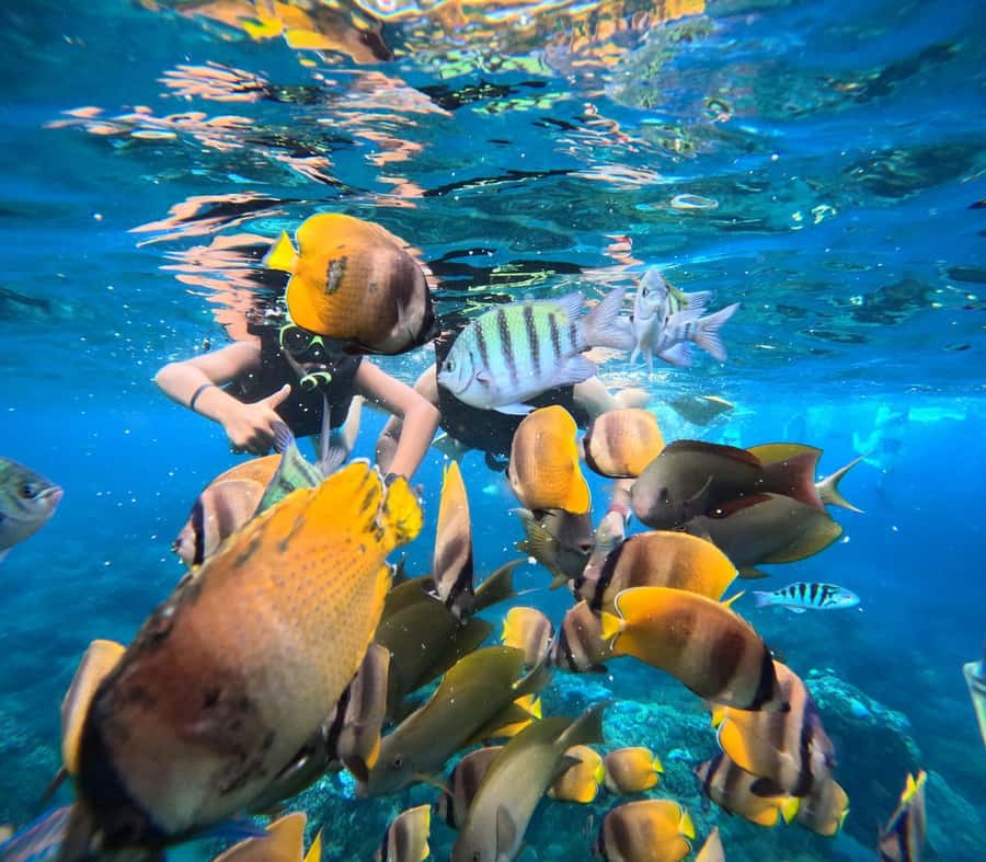 Bali: Nusa Penida Full-Day Trip with Snorkeling - Key points to know before booking