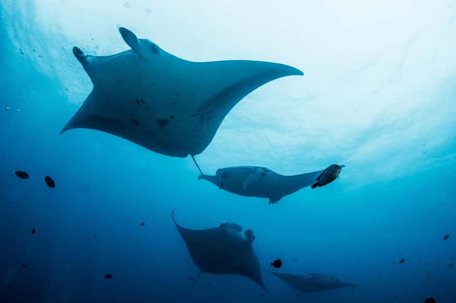 Bali/Nusa Penida: Manta Point Snorkel Boat & West Coast Tour - Why the manta encounter makes this tour special