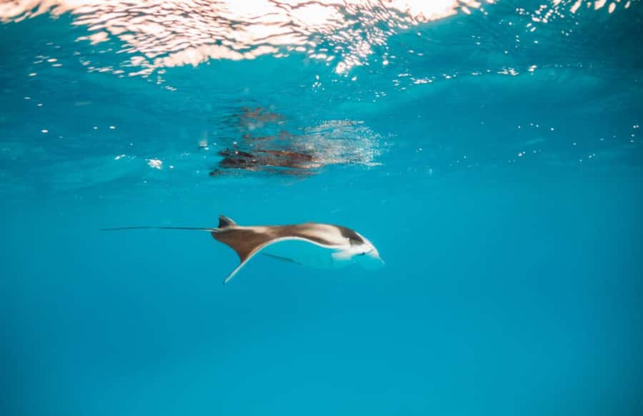 Bali/Nusa Penida: Manta Point Snorkel Boat & West Coast Tour - Kelingking Beach delivers the big view
