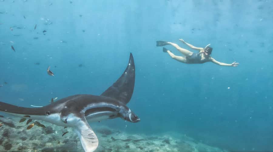 Bali/Nusa Penida: Manta Point Snorkeling & West Coast Tour - Kelingking Beach, the postcard stop with a crowd